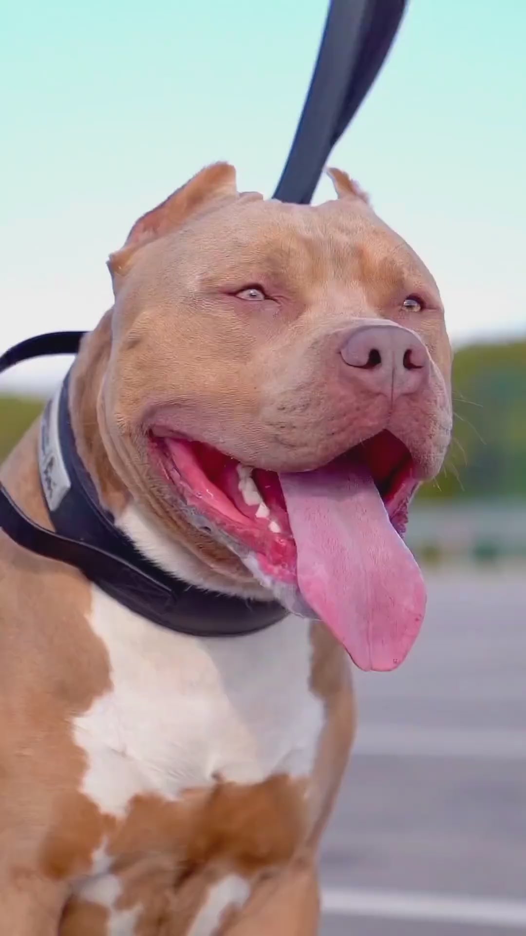BEAST DOG SPORT HANDLE COLLAR 