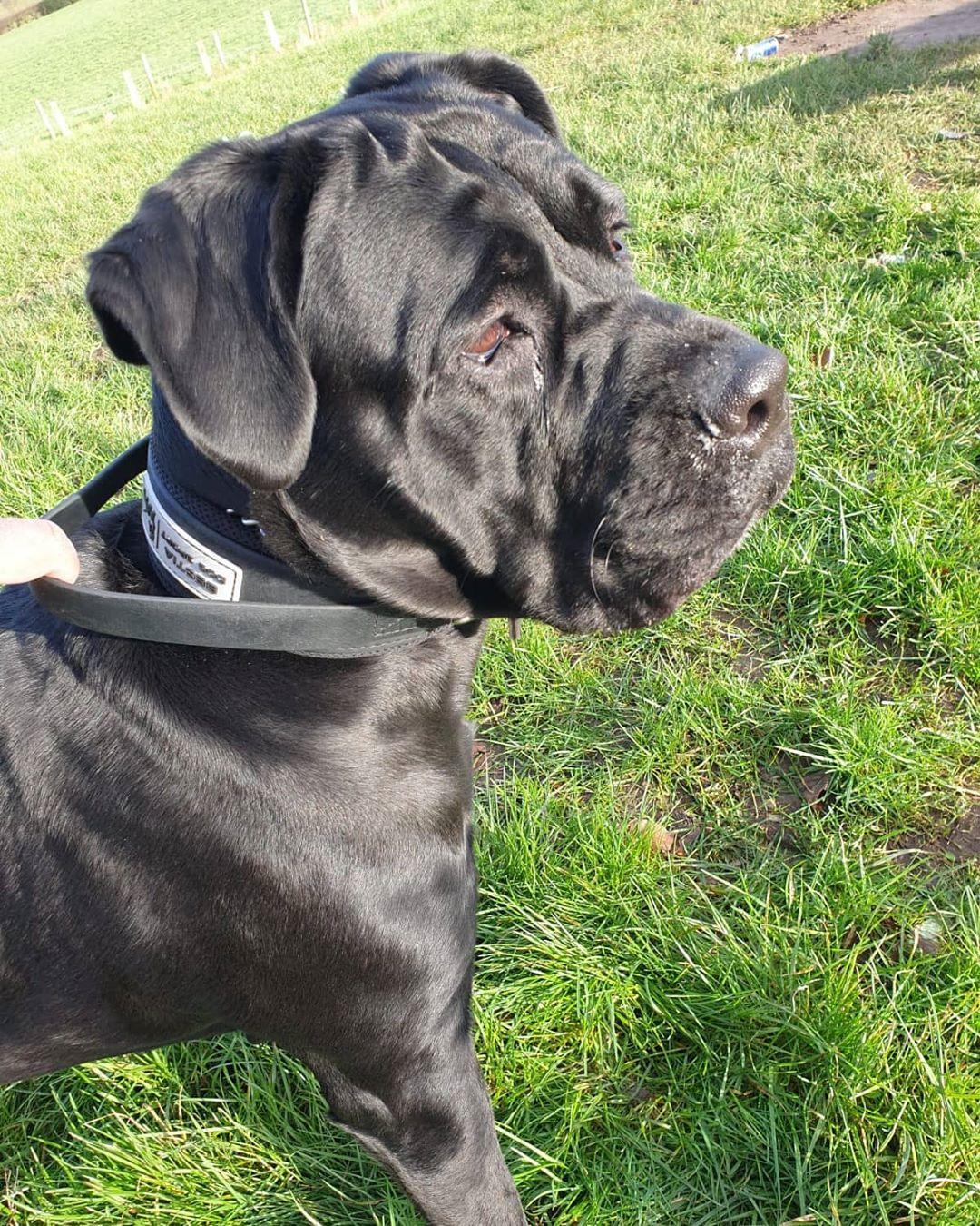 BEAST DOG SPORT HANDLE COLLAR 